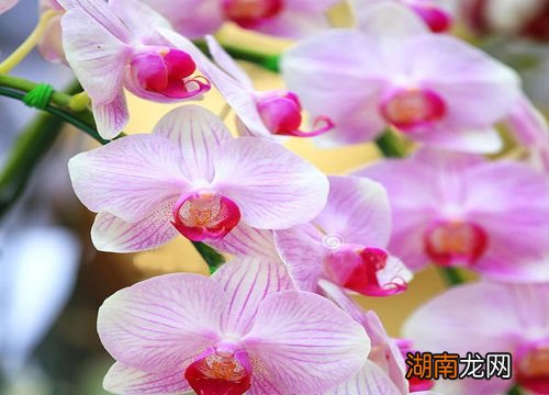 水瓶座的守护花是什么花