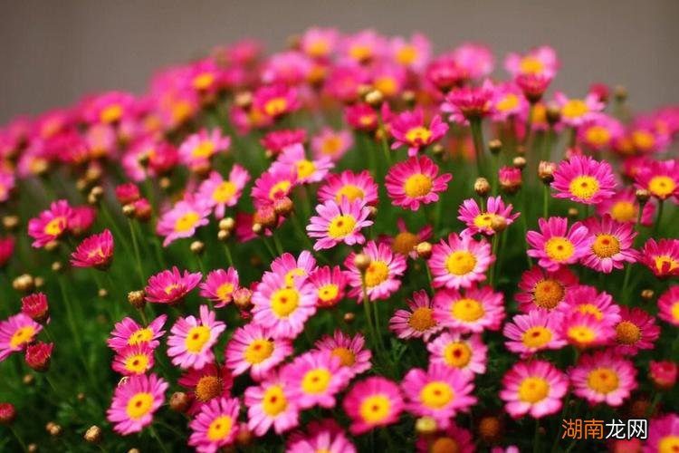 水瓶座的守护花是什么花