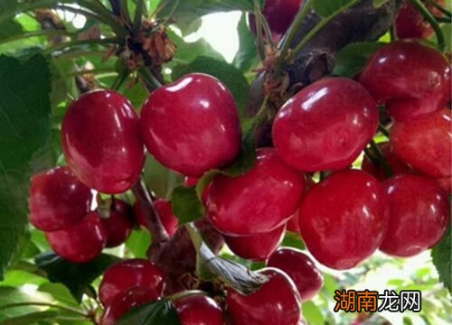齐早大樱桃品种优缺点 齐早大樱桃品种介绍