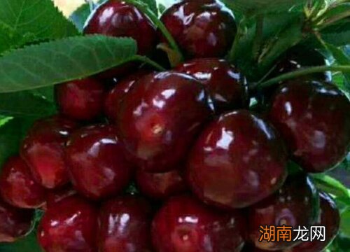 齐早大樱桃品种优缺点 齐早大樱桃品种介绍