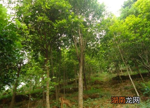 沉香和沉香木的区别图片