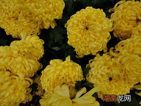 秋天开什么花 常见图片