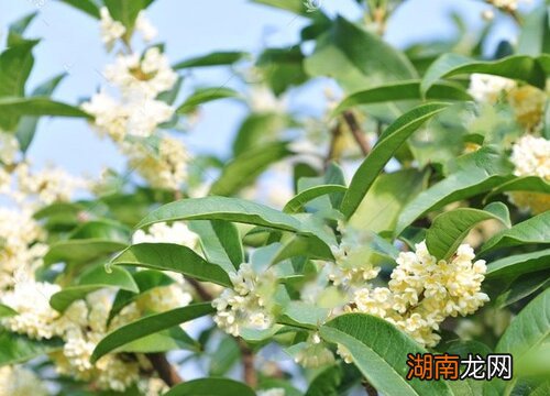 秋天开什么花 常见图片