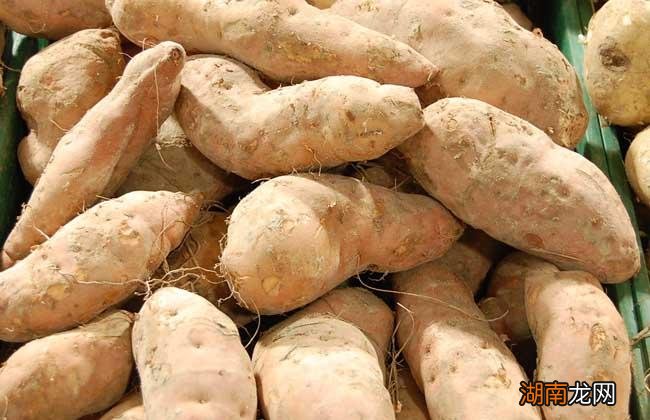 番薯和红薯的区别图片