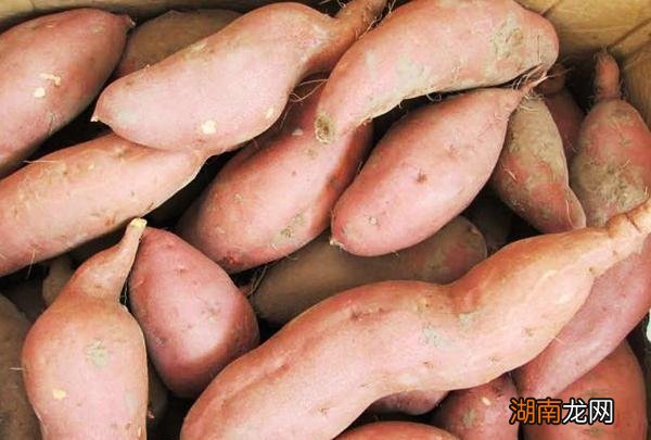 番薯和红薯的区别图片