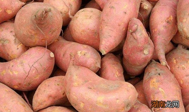 番薯和红薯的区别图片