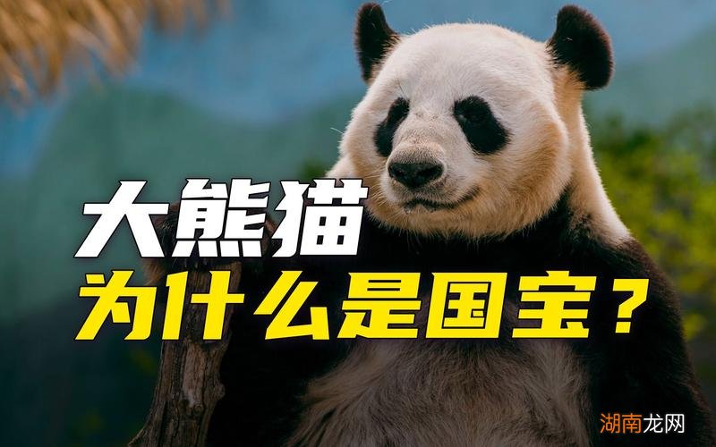 为什么大熊猫被称为国宝解答