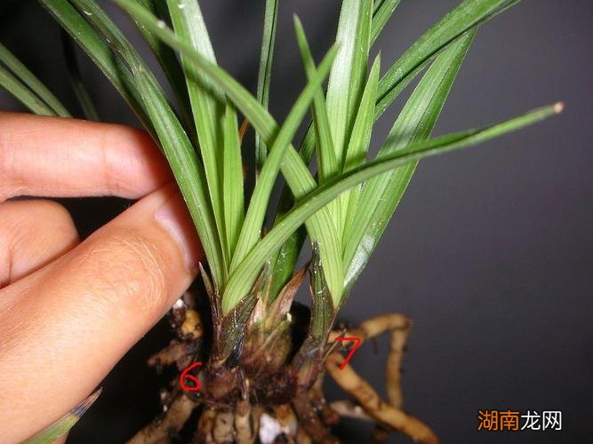 天逸兰花多少钱一盆 天逸兰花为什么这么贵