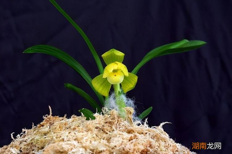 天逸兰花多少钱一盆 天逸兰花为什么这么贵