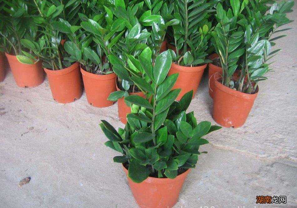 摆放办公室最吉利的三种花图片