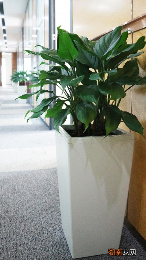 摆放办公室最吉利的三种花图片