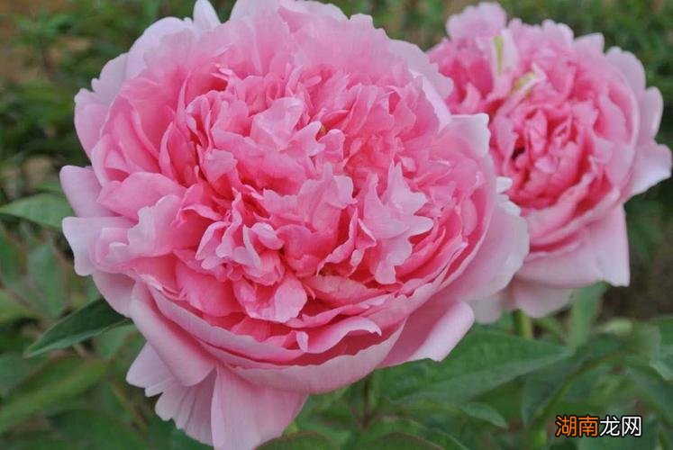 牡丹花什么样的人才能压得住
