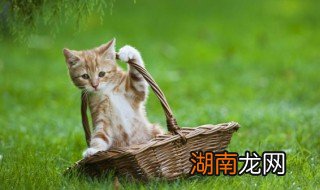 猫喜欢躲起来吗 猫喜欢躲在哪里