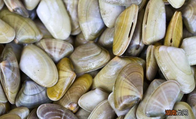 花甲和蚬子的区别图片