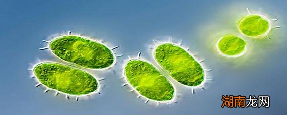 微型藻类是原核生物还是真核生物