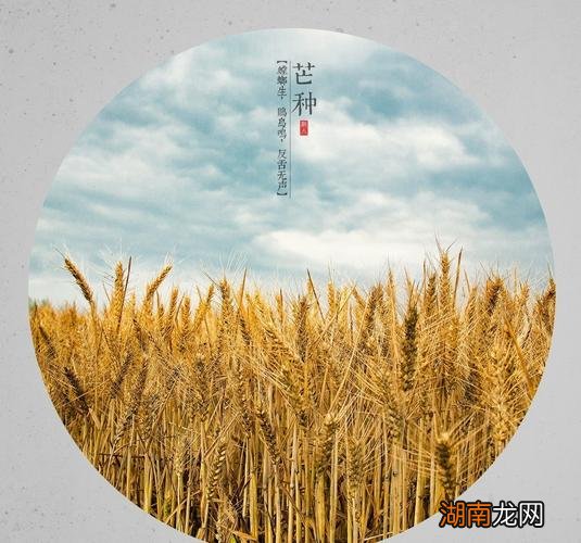 芒种的含义是什么意思 芒种代表人生的寓意