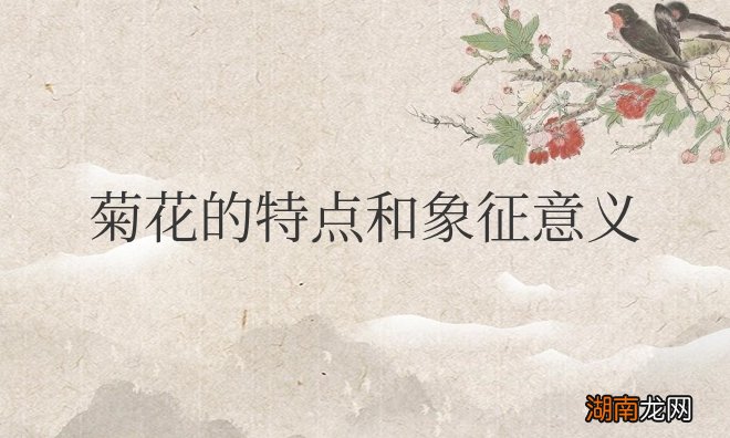菊花的特点和象征意义和精神