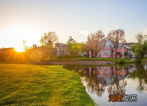 花园草坪用什么草种好看好养