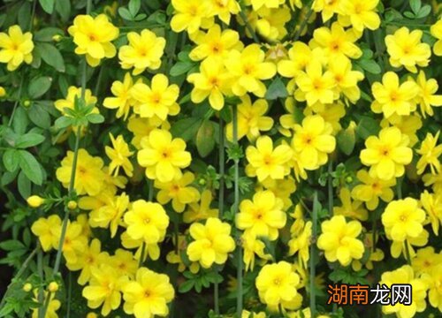 迎春花什么时候开放什么季节