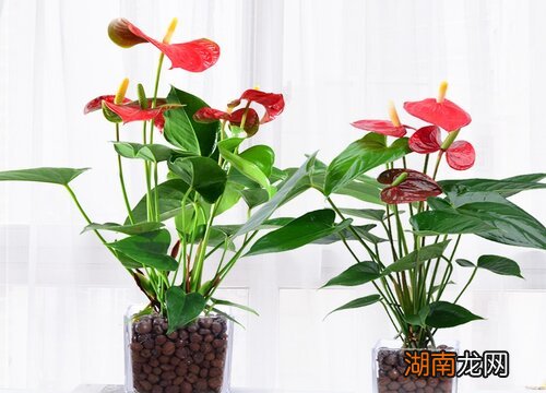 红掌和白掌的区别是什么？是一个品种吗？