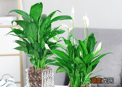 红掌和白掌的区别是什么？是一个品种吗？