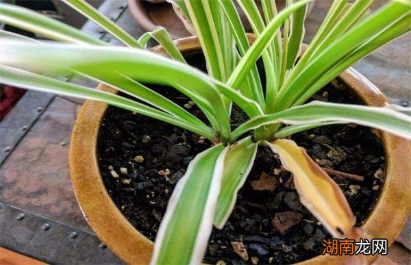 吊兰叶子尖发黄干枯什么原因