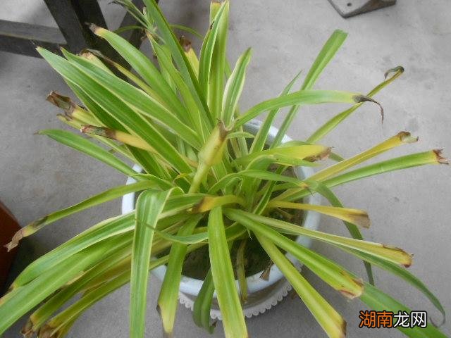 吊兰叶子尖发黄干枯什么原因