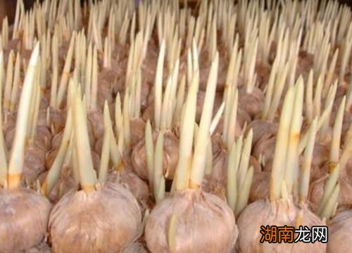 藏红花种球怎么种植方法能出芽