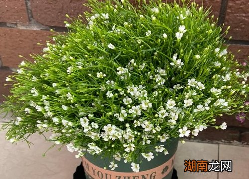 各种颜色满天星代表的意思 白色满天星花语和寓意