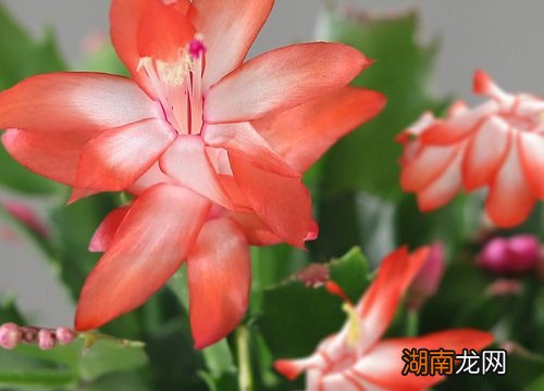 蟹爪兰冬天最低耐受温度 蟹爪兰耐寒温度是多少度