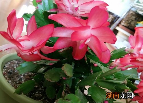 蟹爪兰冬天最低耐受温度 蟹爪兰耐寒温度是多少度