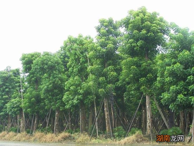 重阳木的别名介绍 重阳木又叫什么名字