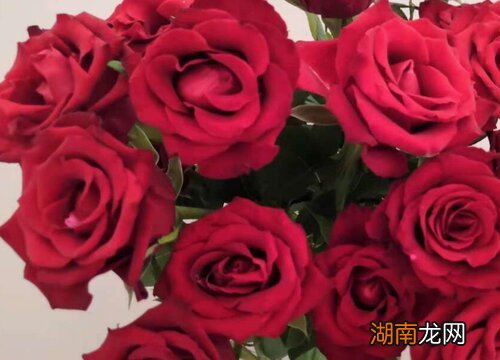 十三朵玫瑰代表什么意思男送女的