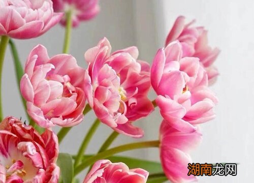 郁金香用什么土种植比较好养活