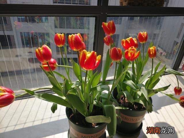 郁金香用什么土种植比较好养活