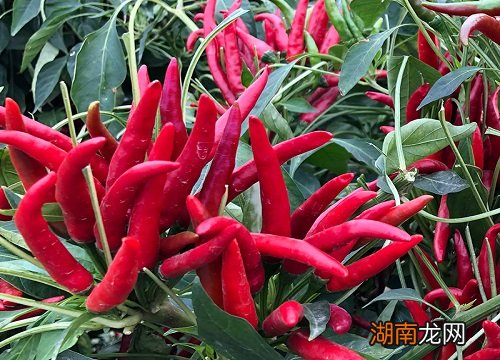 切完辣椒手一直持续的灼痛 切辣椒手辣有什么办法可以解决