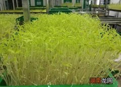 芽苗菜的无土栽培技术与管理方法