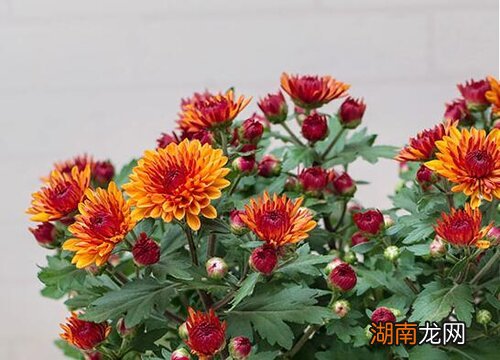 去掉黑色虫子小妙招 菊花生黑色虫子怎么办