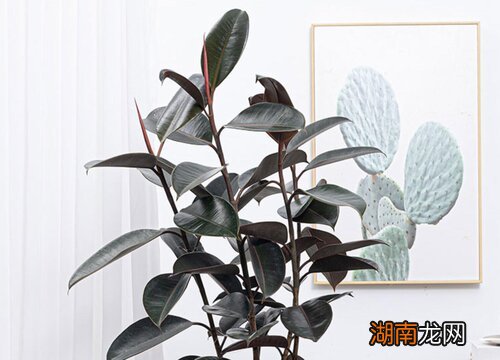 橡皮树能长多大多高