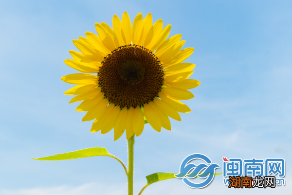 混合的情感英语情感故事题材