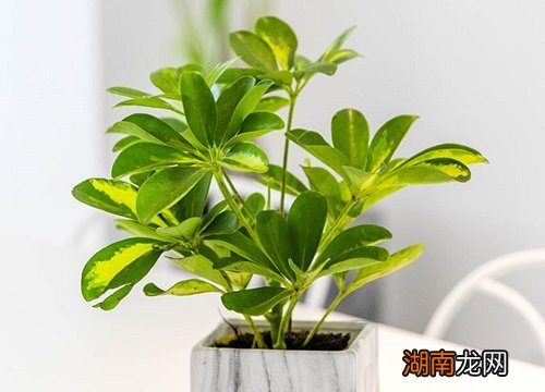 70厘米高的花盆养什么花好看图片