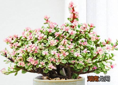 金枝玉叶可以淋雨吗