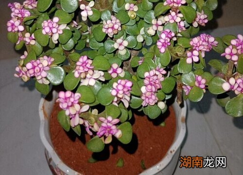 金枝玉叶可以淋雨吗