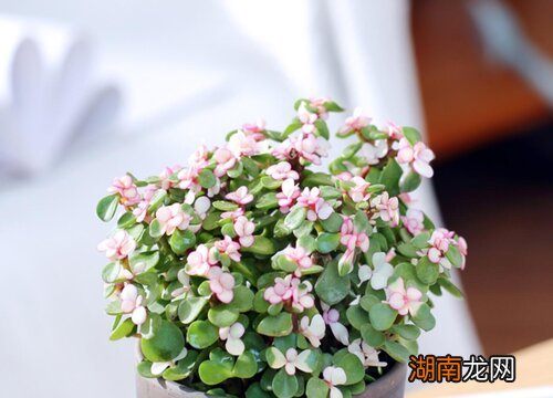 金枝玉叶可以淋雨吗