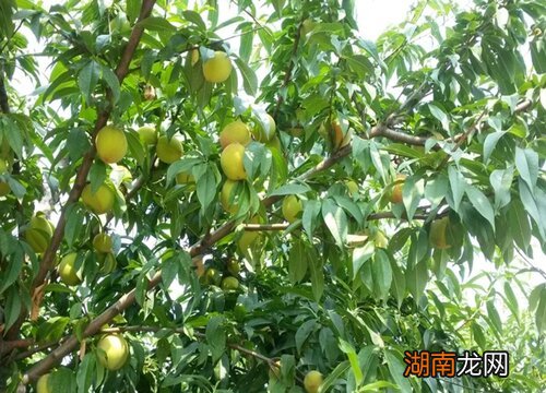 桃树栽在院子里什么地方好一点