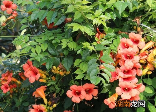 凌霄花在东北室外越冬方法