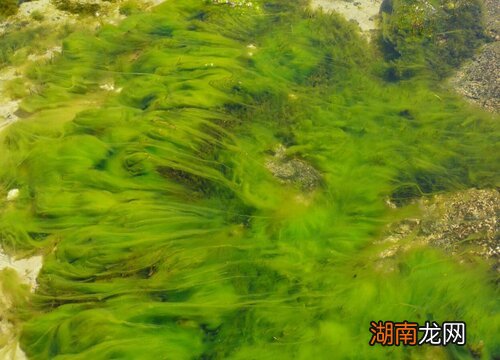 快速清理水桶里的绿色水藻妙招 水桶绿藻怎么去除方法)