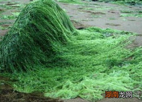 快速清理水桶里的绿色水藻妙招 水桶绿藻怎么去除方法)