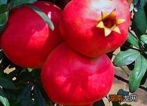 适合血糖高的人吃的水果有哪些