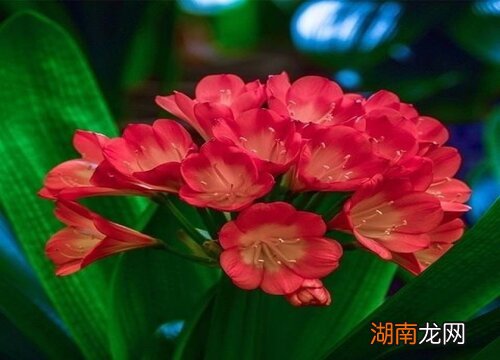 君子兰开花时间是什么季节